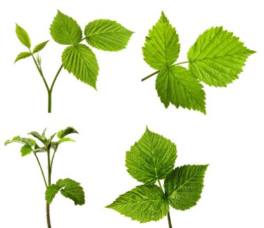 İzole edilmiş beyaz arka planda bir dizi ahududu çalısı. Yeşil yaprak ahududu izolasyonu. Filiz