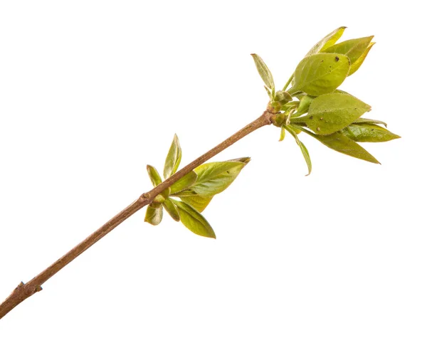 Fliederbusch Zweig Mit Grünen Blättern Auf Einem Isolierten Weißen Hintergrund — Stockfoto