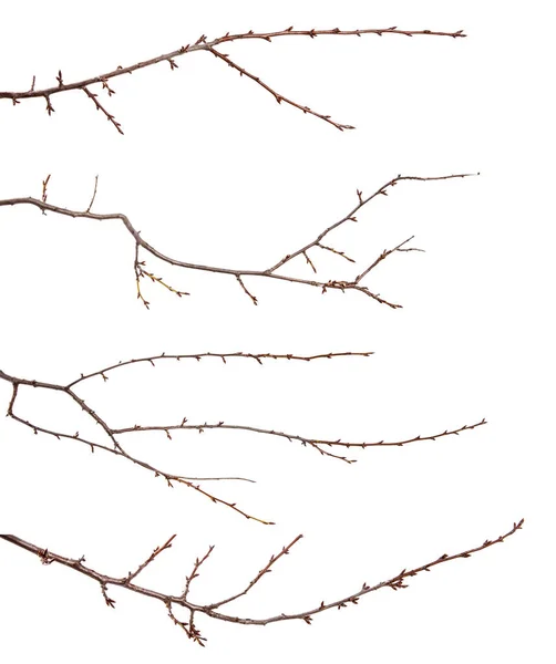 白地に蕾の梅の木の枝の集合 — ストック写真