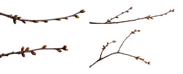 Definir Ramos Árvore Frutas Cereja Com Botões Inchados Fundo Branco — Fotografia de Stock