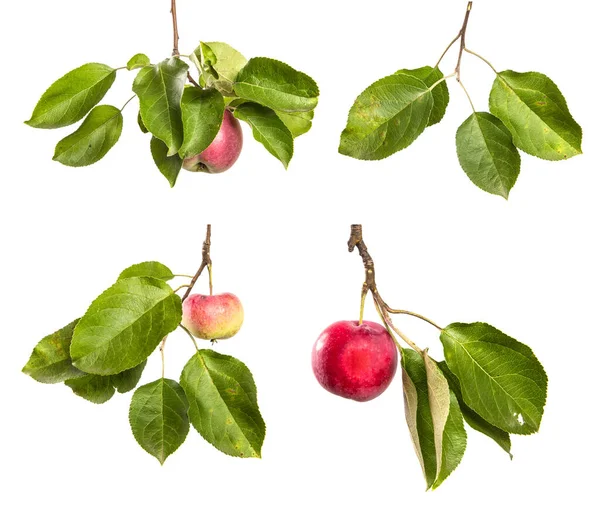 Äppelträd Gren Med Gröna Blad Isolat Frukt Träd Gren Isolerad — Stockfoto