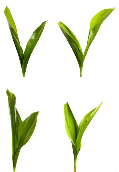 Lily Valley Leaves Isolate Set Green Foliage Lily Valley White — Stock Photo, Image