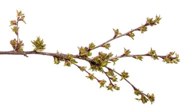 İzole edilmiş beyaz arka planda kiraz ağacı dalı. Yapraklı meyve ağacı filizlenir..