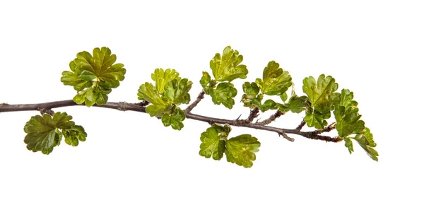 Stachelbeerzweig Auf Einem Isolierten Weißen Hintergrund Beerenbusch Sprießt Mit Blättern — Stockfoto