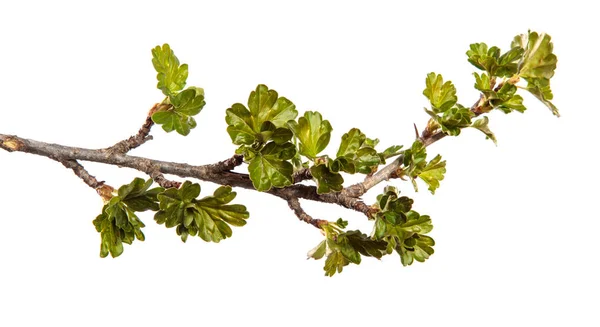 Stachelbeerzweig Auf Einem Isolierten Weißen Hintergrund Beerenbusch Sprießt Mit Blättern — Stockfoto