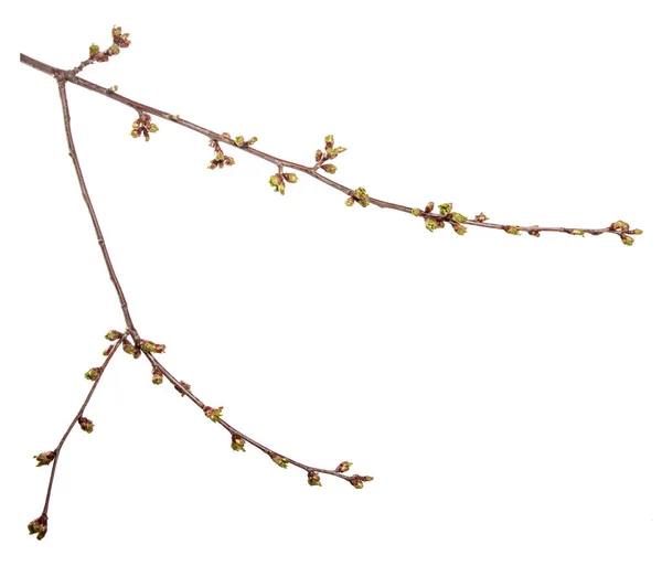 Ветка Вишни Изолированном Белом Фоне Плодовое Дерево Прорастает Листьями Изолировать — стоковое фото