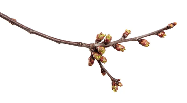 Kersenboom Tak Een Geïsoleerde Witte Achtergrond Fruitboom Spruit Met Bladeren — Stockfoto