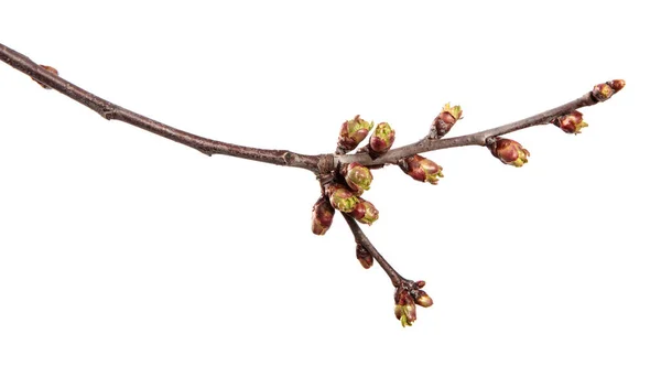 Rama Cerezo Sobre Fondo Blanco Aislado Brote Árbol Frutal Con —  Fotos de Stock