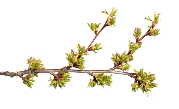 Kirschbaumzweig Auf Einem Isolierten Weißen Hintergrund Obstbaumsprossen Mit Blättern Isolieren — Stockfoto