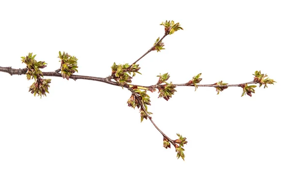 Kirschbaumzweig Auf Einem Isolierten Weißen Hintergrund Obstbaumsprossen Mit Blättern Isolieren — Stockfoto