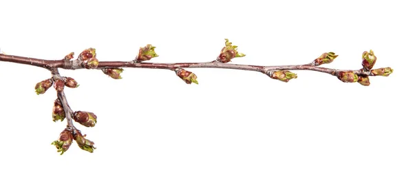 Ветка Вишни Изолированном Белом Фоне Плодовое Дерево Прорастает Листьями Изолировать — стоковое фото