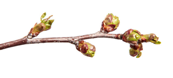 Ветка вишни на изолированном белом фоне. Плодовое дерево прорастает с листьями изолировать
.