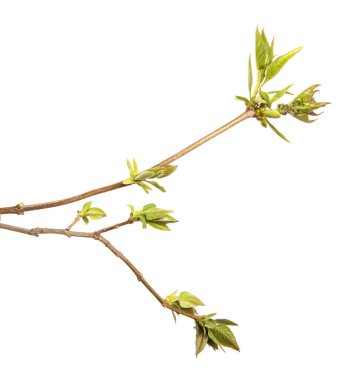 İzole edilmiş beyaz arka planda yeşil yapraklı leylak çalısı. Filiz