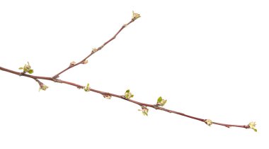 İzole edilmiş beyaz bir arkaplanda elma dalı. Yapraklı meyve ağacı filizlenir..