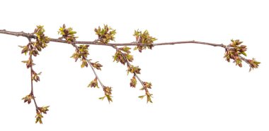 İzole edilmiş beyaz arka planda kiraz ağacı dalı. Yapraklı meyve ağacı filizlenir..