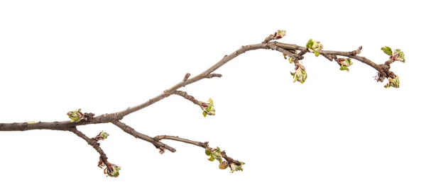 İzole edilmiş beyaz bir arkaplanda elma dalı. Yapraklı meyve ağacı filizlenir..