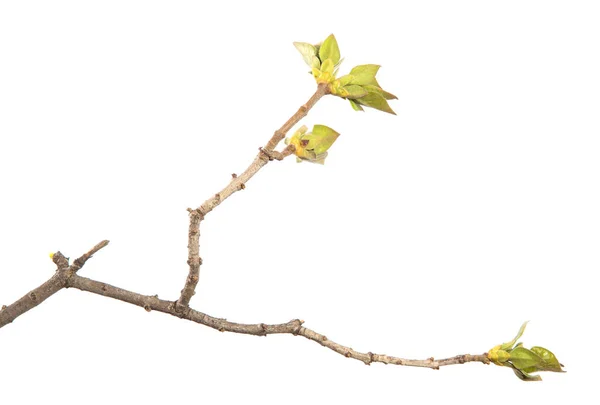 Ramo Arbusto Lilás Com Folhas Verdes Fundo Branco Isolado Frutos — Fotografia de Stock