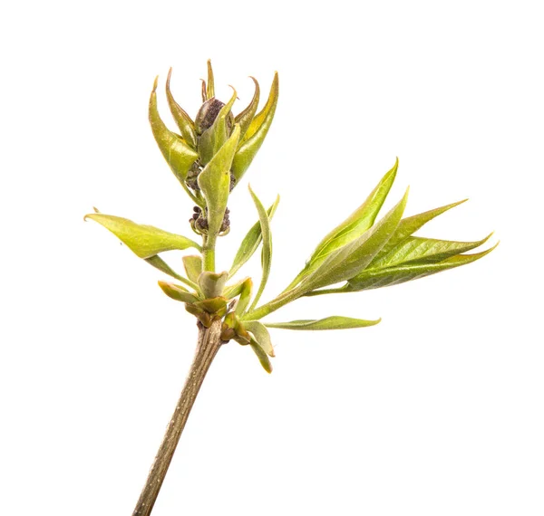 Fliederbusch Zweig Mit Grünen Blättern Auf Einem Isolierten Weißen Hintergrund — Stockfoto