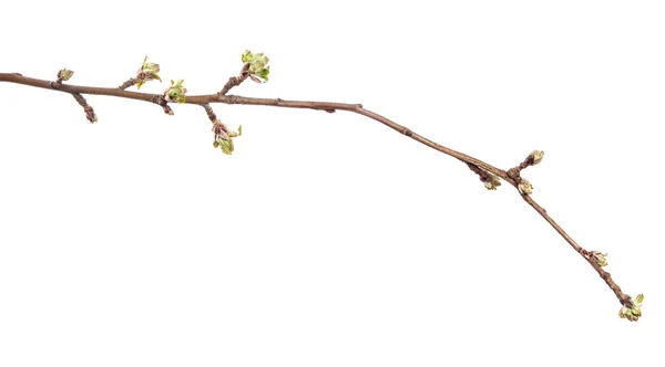 Ветка Яблони Изолированном Белом Фоне Плодовое Дерево Прорастает Листьями Изолировать — стоковое фото