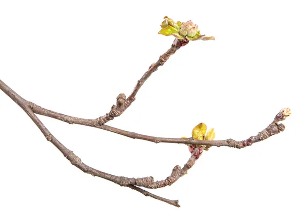 Rama Del Manzano Sobre Fondo Blanco Aislado Brote Árbol Frutal — Foto de Stock