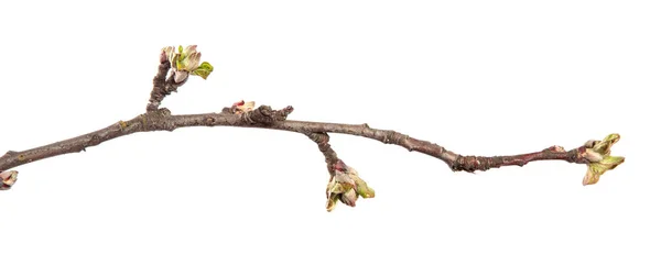 Rama Del Manzano Sobre Fondo Blanco Aislado Brote Árbol Frutal — Foto de Stock