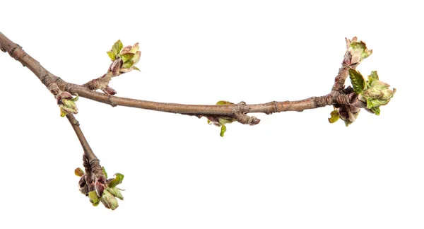 Apfelbaumzweig Auf Einem Isolierten Weißen Hintergrund Obstbaumsprossen Mit Blättern Isolieren — Stockfoto