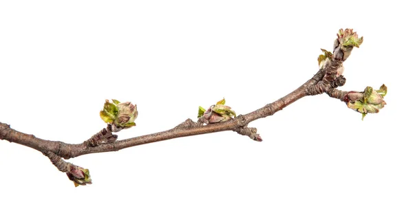 Jablečná Větev Izolovaném Bílém Pozadí Výhonky Ovocných Stromů Listy Izolované — Stock fotografie