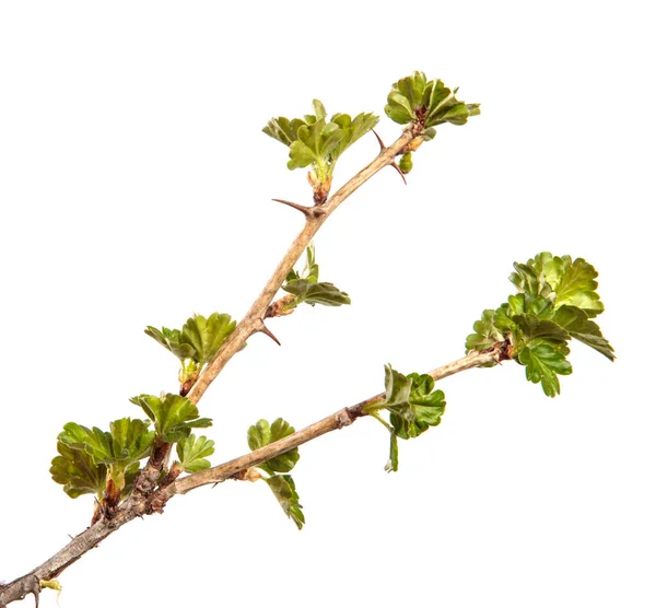 Stachelbeerzweig Auf Einem Isolierten Weißen Hintergrund Beerenbusch Sprießt Mit Blättern — Stockfoto