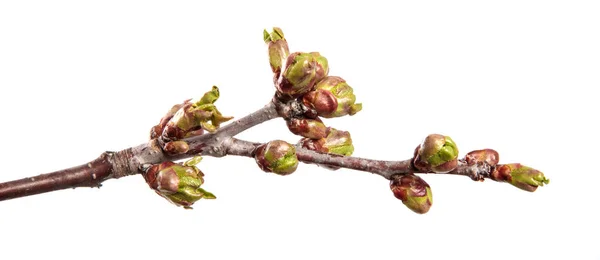 Rama Cerezo Sobre Fondo Blanco Aislado Brote Árbol Frutal Con — Foto de Stock