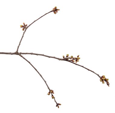 İzole edilmiş beyaz arka planda kiraz ağacı dalı. Yapraklı meyve ağacı filizlenir..