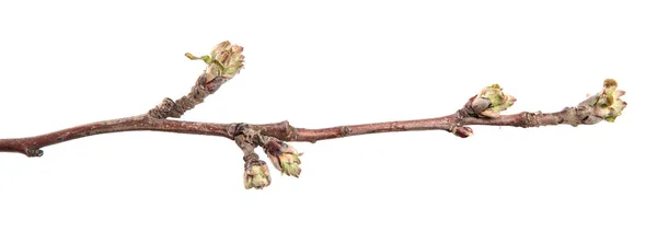 İzole edilmiş beyaz bir arkaplanda elma dalı. Yapraklı meyve ağacı filizlenir..
