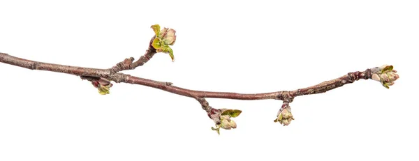 Äppelträd Gren Isolerad Vit Bakgrund Fruktträd Grodd Med Blad Isolat — Stockfoto