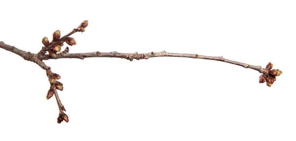 Kirschbaumzweig Auf Einem Isolierten Weißen Hintergrund Obstbaumsprossen Mit Blättern Isolieren — Stockfoto