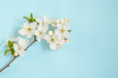 Mavi arka planda beyaz çiçekli bir dal, metin için boşluk. Bahar arka planı. Şablon, çerçeve. Paskalya