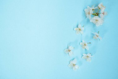 Çiçek arkaplan. Mavi arka planda beyaz çiçekler, metin için boşluk. Şablon, çerçeve.