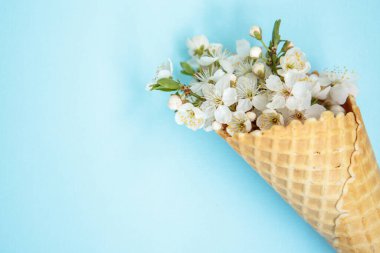 Bahar konsepti Çiçek arkaplan. Mavi arka planda beyaz çiçekli dondurma külahı. Metin için boşluk