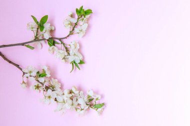 Pembe arka planda beyaz çiçekli bir dal, mesaj için boşluk. Çiçek, bahar arkaplanı. Şablon, çerçeve. Doğu. Düz uzanıyordu..