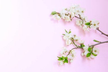 Bahar arka planı. Pembe arka planda beyaz çiçekli bir dal, mesaj için boşluk. Şablon, çerçeve. Paskalya