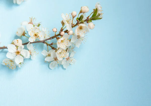 Çiçek arkaplan. Mavi arka planda beyaz çiçekler, metin için boşluk. Şablon, çerçeve.