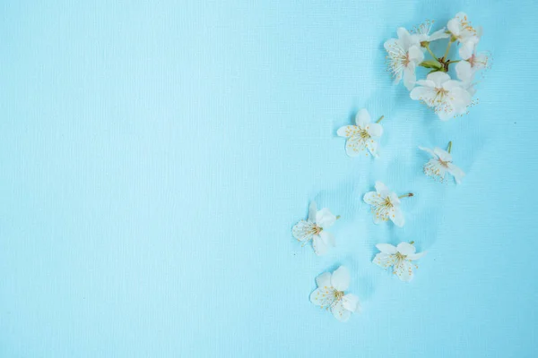 Çiçek arkaplan. Mavi arka planda beyaz çiçekler, metin için boşluk. Şablon, çerçeve.