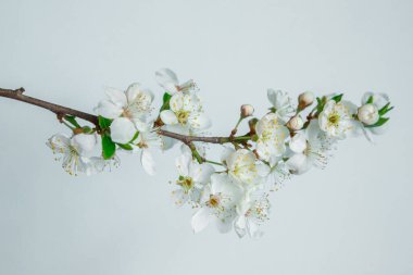 Hafif arka planda beyaz çiçekli bir dal, metin için boşluk. Beyaz çiçekli, bahar arkaplanı. Şablon, çerçeve. Paskalya