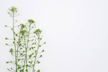 Beyaz arka planda çimen kompozisyonu. Çiçekli bahar arkaplanı. Düz uzanış, metin için boşluk. Sevgililer Günü, Anneler Günü, Kadınlar Günü konsepti.