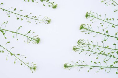 Beyaz arka planda çimen kompozisyonu. Çiçekli bahar arkaplanı. Düz uzanış, metin için boşluk. Sevgililer Günü, Anneler Günü, Kadınlar Günü konsepti.