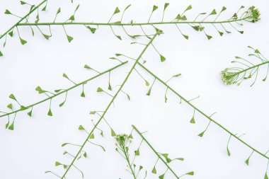 Beyaz arka planda çimen kompozisyonu. Çiçekli bahar arkaplanı. Düz yatıyordu,.