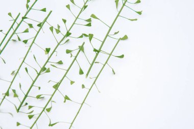 Beyaz arka planda çimen kompozisyonu. Çiçekli bahar arkaplanı. Düz uzanış, metin için boşluk. Sevgililer Günü, Anneler Günü, Kadınlar Günü konsepti.