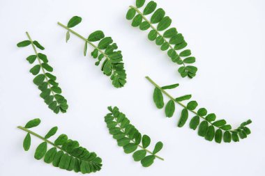 Beyaz arka planda yeşil yaprak, kompozisyon. Çiçekli bahar arkaplanı. Düz konum, metin için boşluk.