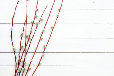 Beyaz arka planda söğüt dalları, kompozisyon. Çiçekli bahar arkaplanı. Düz konum, metin için boşluk.