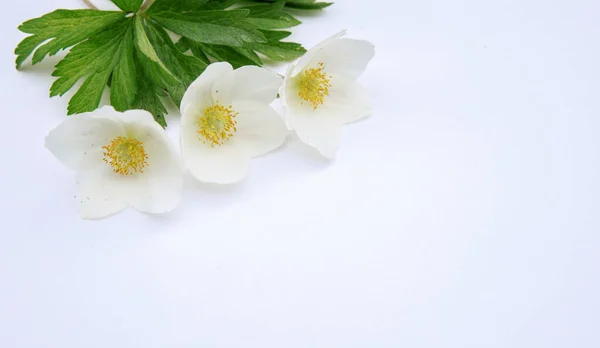 Összetétel Anemone Virágok Fehér Alapon Virágos Tavaszi Háttér Lapos Fekvés — Stock Fotó