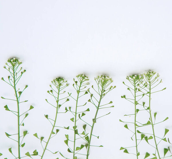 composition of grass on a white background. Floral spring background. Flat lay, space for text. Valentine's day, mother's day, womens day concept.