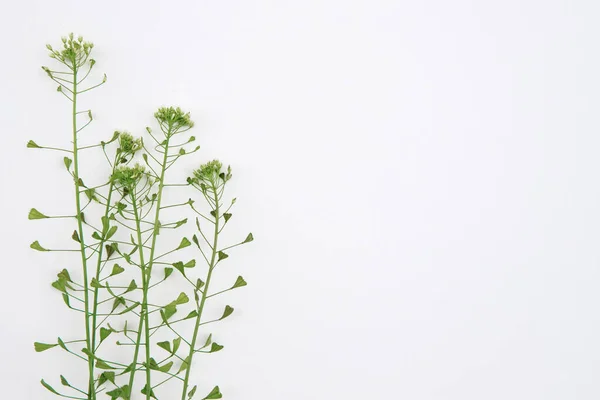 Beyaz arka planda çimen kompozisyonu. Çiçekli bahar arkaplanı. Düz uzanış, metin için boşluk. Sevgililer Günü, Anneler Günü, Kadınlar Günü konsepti.